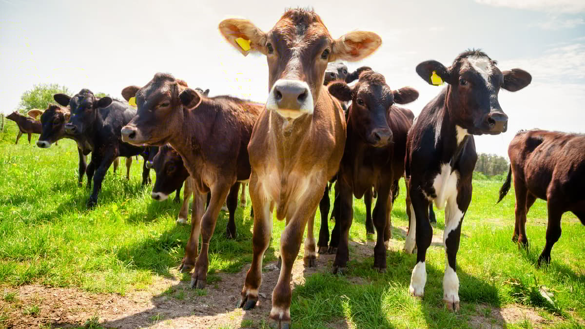 People in the South Hams warned of the dangers of cattle attacks